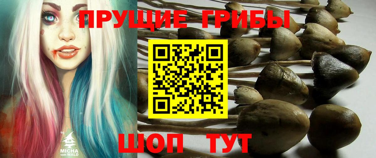 Псилоцибиновые грибы Cubensis Советская Гавань